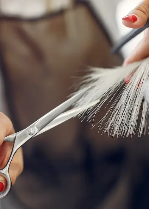 peluquerias en jaen
